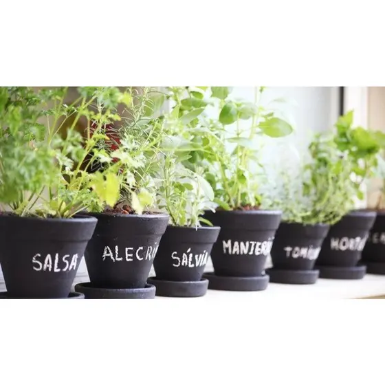 Sementes para Horta Organica Monte sua Horta de Temperos