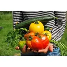 Monte sua Horta Sementes para Horta Organica