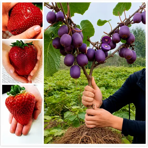 Kit 2 Pacotes de Sementes Kiwi Roxo raro Super Doce + Morango Gigante Vermelho | Frutas Premium para Horta e Jardim