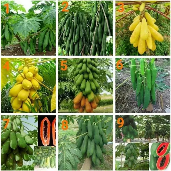 Sementes de Mamão  ‘Kaew Klang Dong’– Mix de Variedades com Alta Germinação