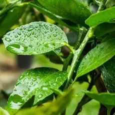 Kit 100 Folhas de Limão Limoeiro Frescas 100% Orgânicas Chá Aromaticas Medicinais