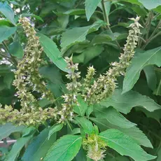 Sementes de Alfavaca-Erva aromática rara, fácil de cultivar e cheia de benefícios!