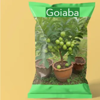 pacote sementes de Goiaba Vermelha Gigante para vasos II