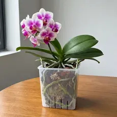 Vasos De Flores Transparentes , Quadrados Com Bandejas Para Cultivo De Plantas De Orquídea , Furos De Drenagem V