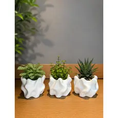 Kit 3 Vasos Decorativos Modernos para Suculentas e Plantas | Decoração Minimalista Premium