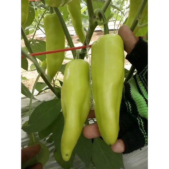 Sementes de Pimenta Doce Gigante – Horta Caseira