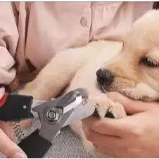 Alicate Cortador Unha Meia Higiene Shop Coleira Guia Pet Cães Gatos Tesoura Cuidado Pata Lixa