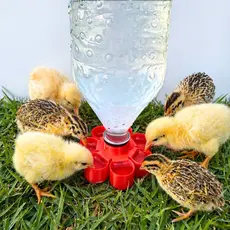 Bebedouro de agua automático para aves pintinhos e codornas P/ garrafa PET com 9cm