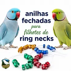 ENVIO IMEDIATO !! 5 Anilhas para filhotes de Ring necks ANO  + NUMERAÇÃO .N