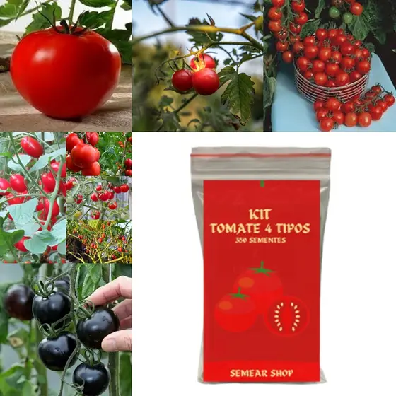 80 Sementes de 4 Tipos de Tomate Separados - Monte sua Horta!