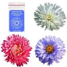 60 Sementes de Aster Gigante + Fertilizante