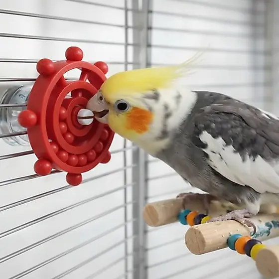 Disco Giratório Interativo para Aves Brinquedo Educativo Calopsita Periquito Agapornis Gaiola