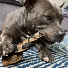Mordedor Natural Pet Trança Bovina de Couro Para Cachorros Enriquecimento Ambiental G