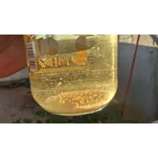 Daphnia Magna Cistos Para eclosão