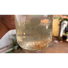 Cisto Daphnia magna Para Eclosão Alta taxa de eclosão