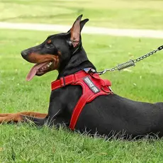 Peitoral Com Regulagem Coleira Refletiva Cachorro Porte Medio e Grande Reforcado Confortavel Ajuste