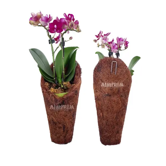 5 Vasos Fibra De Coco tipo Concha Plantas Orquídeas Decoração