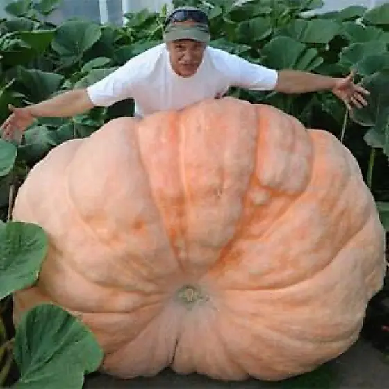 30 Sementes Abóbora Gigante | ENVIO RÁPIDO!!!