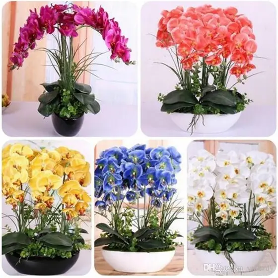 200 Sementes D Flor Orquídea Azul vermelha Rosa E Outras
