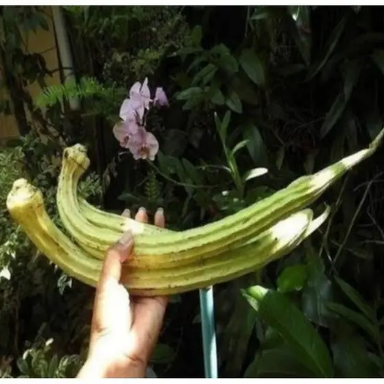 Sementes de Quiabo Gigante - 20 Sementes