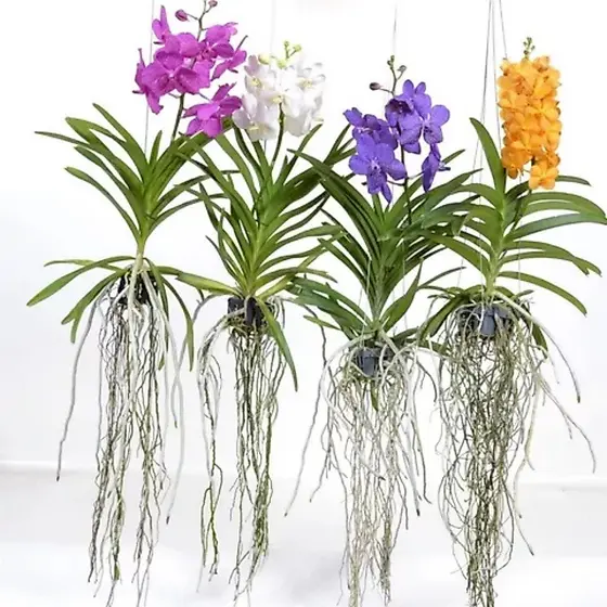 100 sementes seleionadas de orquídea vanda t6 hg