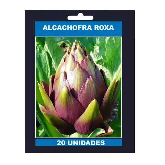20 Sementes De Alcachofra Roxa Gigante