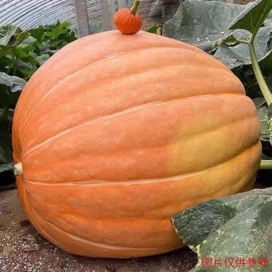 Sementes Abobora (Atlantic Gigante) Atlantic Giant