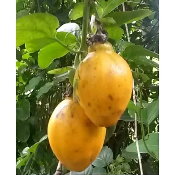 30 SEMENTES DE MARACUJA DOCE DO CERRADO/ MARACUJA MEL