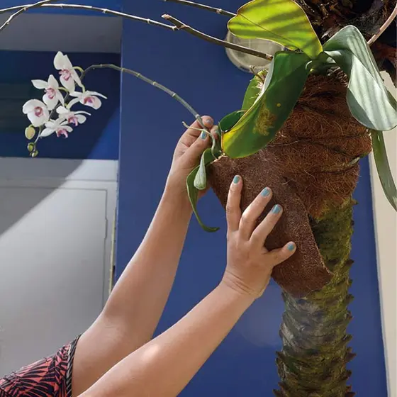 Fixador Orquídea Fibra de Coco e Malha Sintética Decorativa