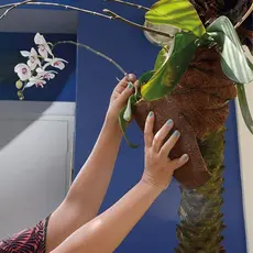 Fixador De Orquídea Fibra De Coco natural em arvores