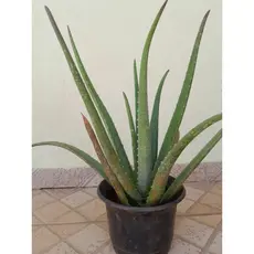 muda de Babosa (aloe vera)
