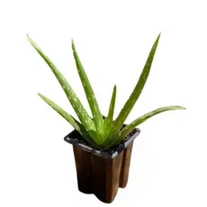 Combo com 4 mini mudas de Babosa (Aloe barbadensis Miller)