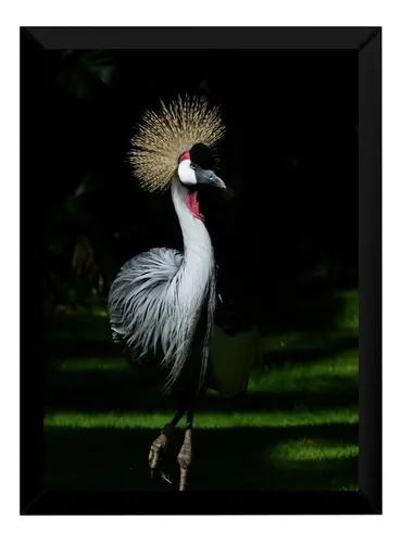 Lindo Presente Quadro Decorativo Arara Quarto / Sala   P7258