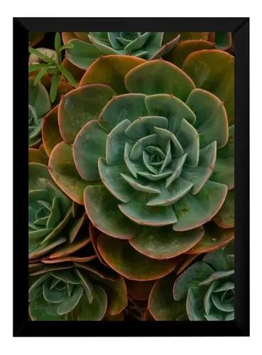 Lindo Quadro Decorativo Natureza Plantas Quarto / Sala P7213