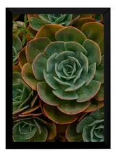 Lindo Quadro Decorativo Natureza Plantas Quarto / Sala P7213