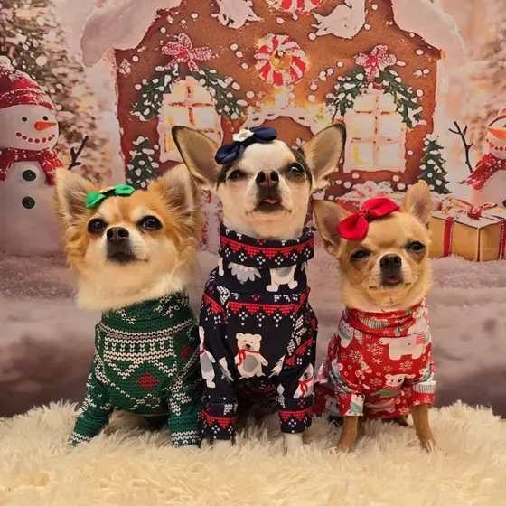 Roupa pet natal camiseta de malha para cachorro e gato