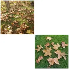 kit 50 Folhas de Plátano Natural,Outono e Inverno Decoração em Geral.