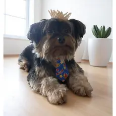 Gravatinha E  Mini Chapéu De Palha  Fantasia Festa Junina Pet Para cães E Gatos