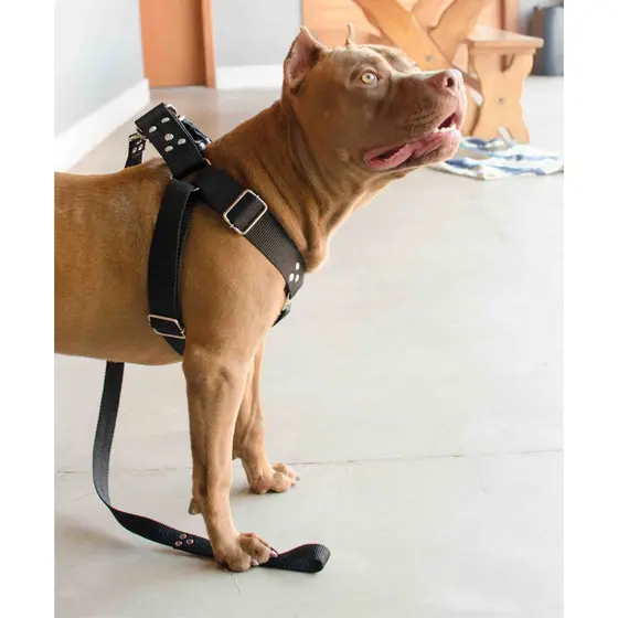 Coleira Cachorro Peitoral Completa Pitbull, Labrador, Boxer copa do mundo