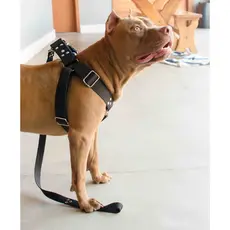 Coleira Cachorro Peitoral Completa Pitbull, Labrador, Boxer copa do mundo