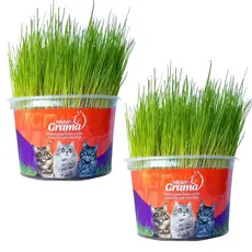 Grama Para Gatos Mister Bola De Pelo Kit 2 Unidades