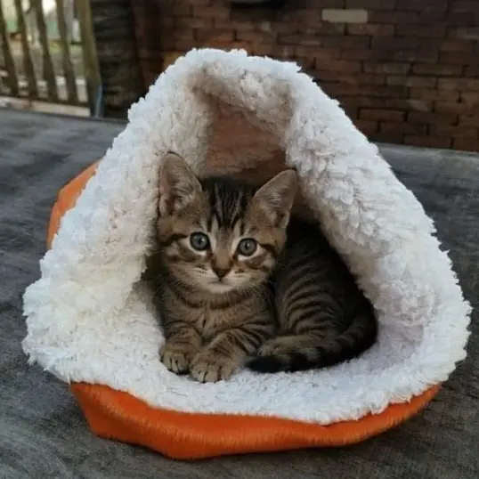 saco de dormir para Gatos  –  Aconchegante em Sherpa anti stress