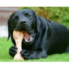 Petisco PET Osso Fêmur Desidratado 100% Natural Defumado Para Cães Adestrador