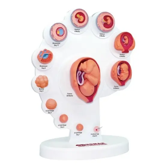 Anatomia do Desenvolvimento Embrionário - 4D MasterMed