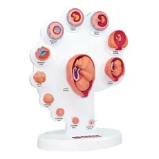 Anatomia do Desenvolvimento Embrionário - 4D MasterMed