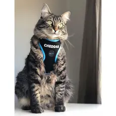 Peitoral para Gato PERSONALIZADO  com GUIA GRÁTIS com ajuste no pescoço e na cintura