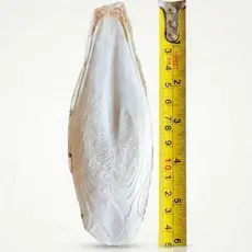 Osso de Siba Natural NutriGrão - Fonte de Cálcio para Pássaros, Tartarugas e Répteis, Tamanho grande