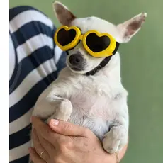 Óculos de Sol Para Cachorro Proteção Uv400 Várias Cores Cães Cachorros Pet