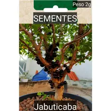 Kit SEMENTES JABOTICABA produz em vaso Jardim horta #2