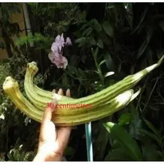 Sementes de Quiabo Gigante caboclo - plante horta jardim casa